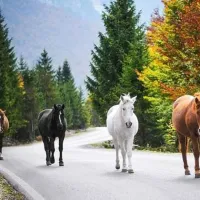 valbona-eco-camping-tropoje-3u6wh