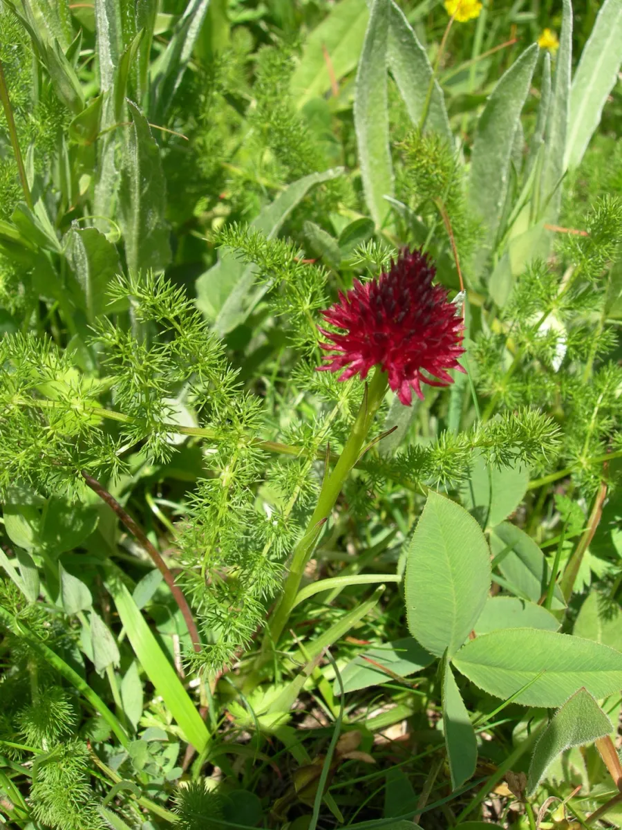 de-sainte-thecle-frankrijk-keagi