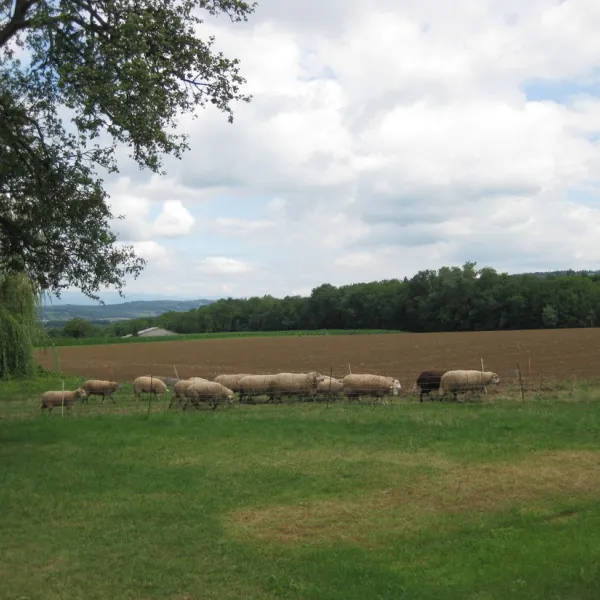 camping-aire-naturelle-la-bergerie-la-balme-de-sillingy-jmaxu