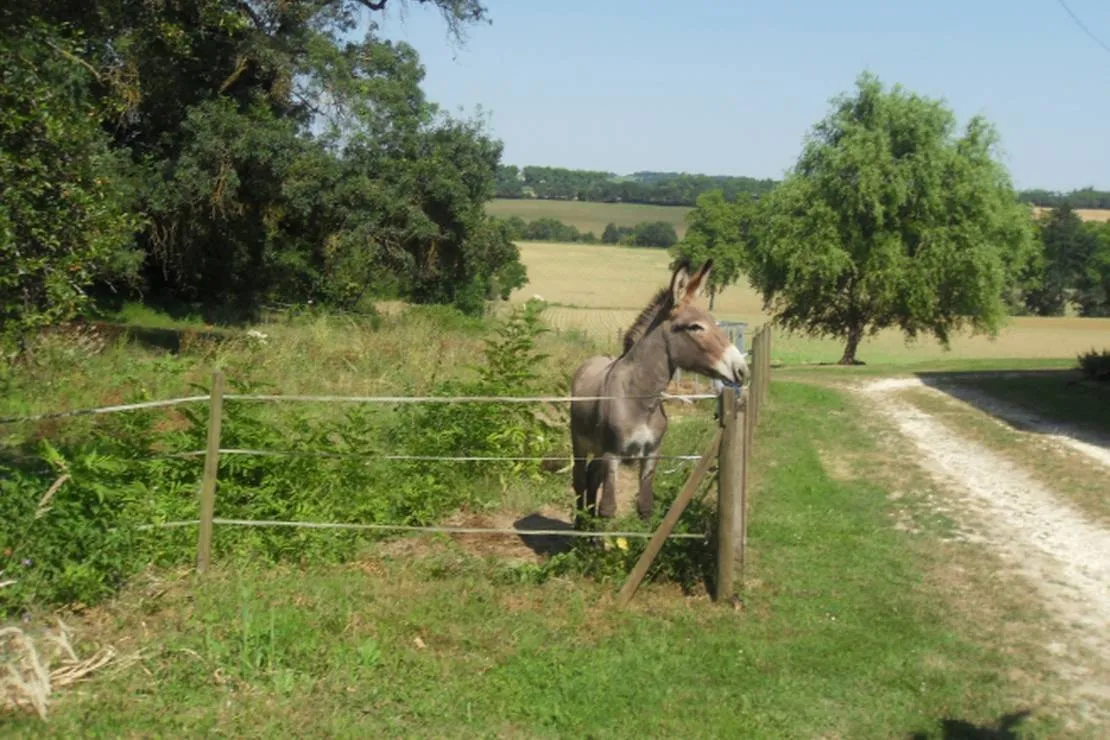 camping-a-la-ferme-de-laillon-condom-pshzh