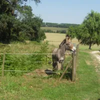 camping-a-la-ferme-de-laillon-condom-pshzh