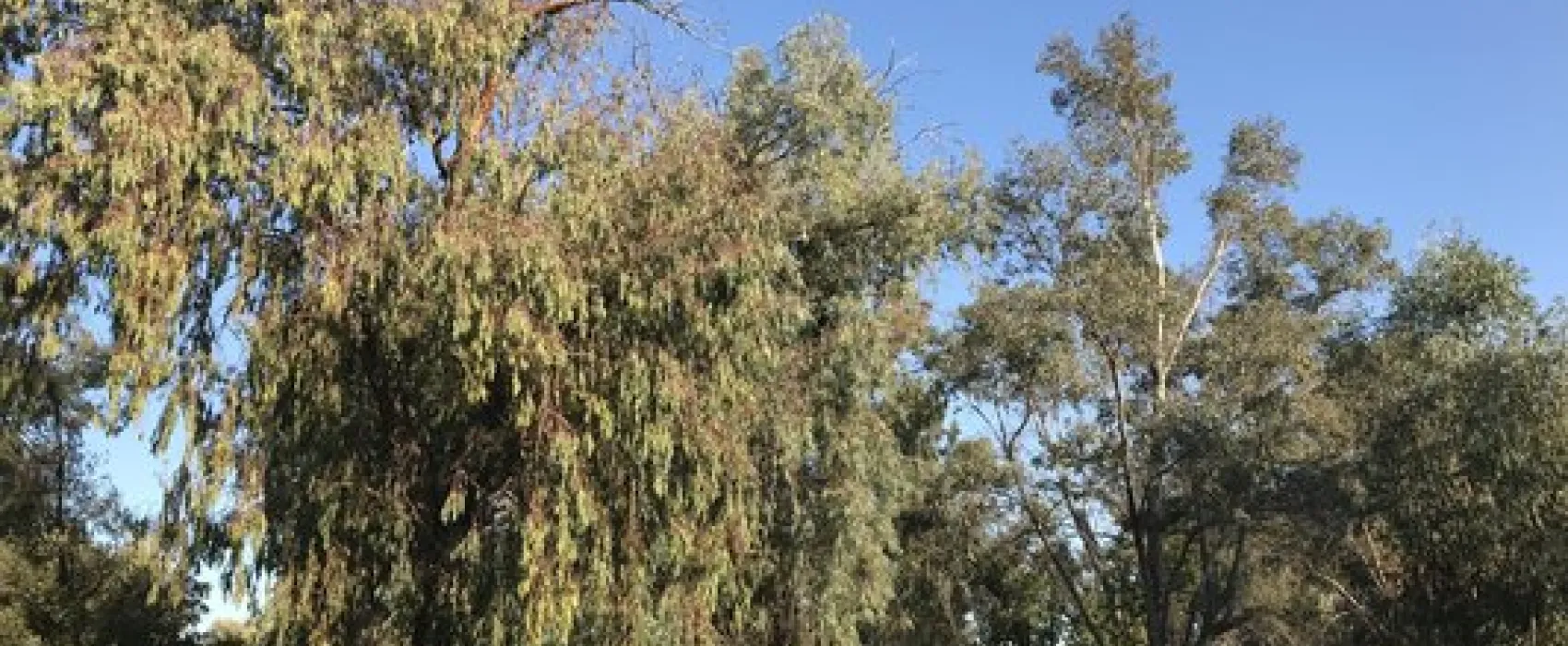 Basalt Campground