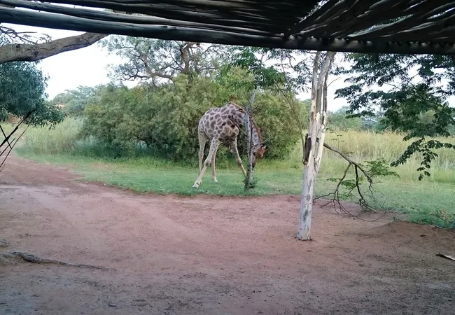 adama-artistic-chalets-teepees-on-the-de-wagensdrift-road-dinokeng-o6us9