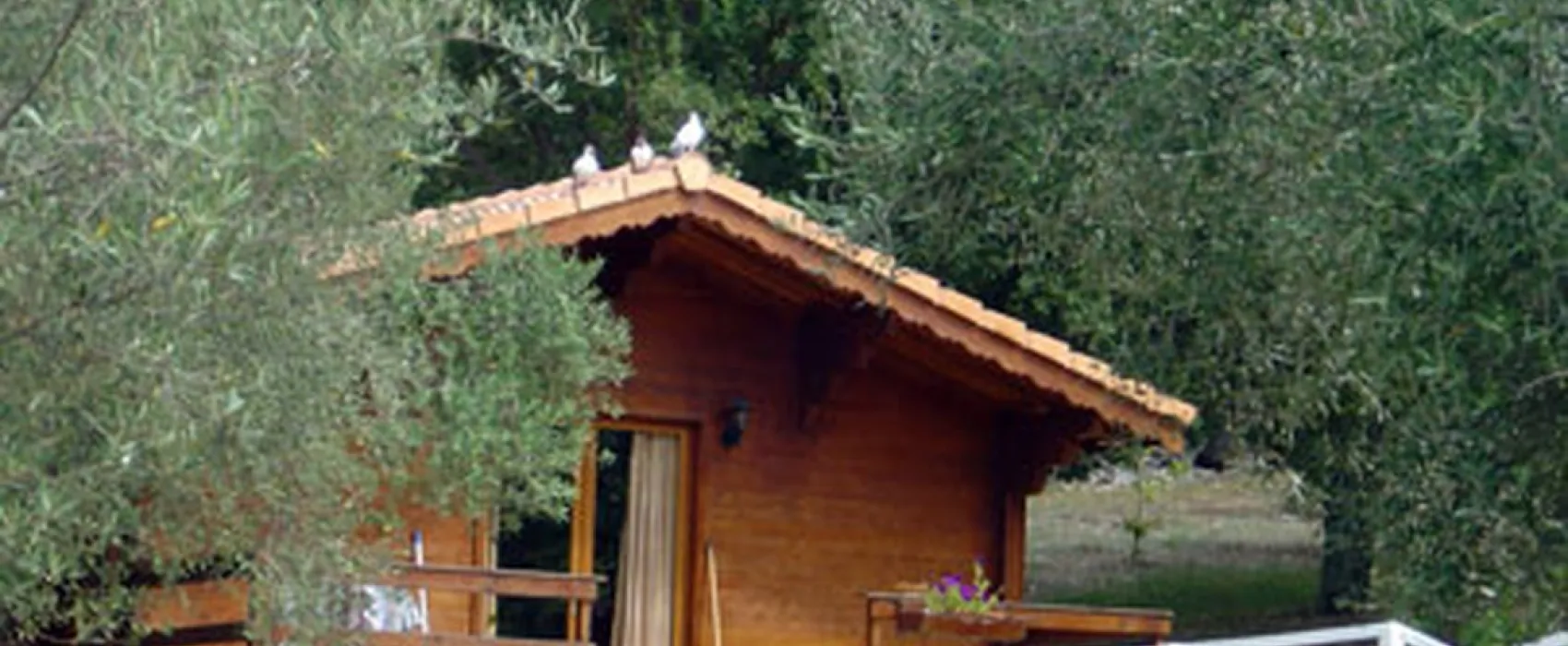 L'Oliveraie