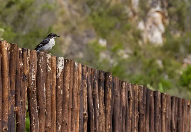 kestrel-yurt-camp-botrivier-tplnk