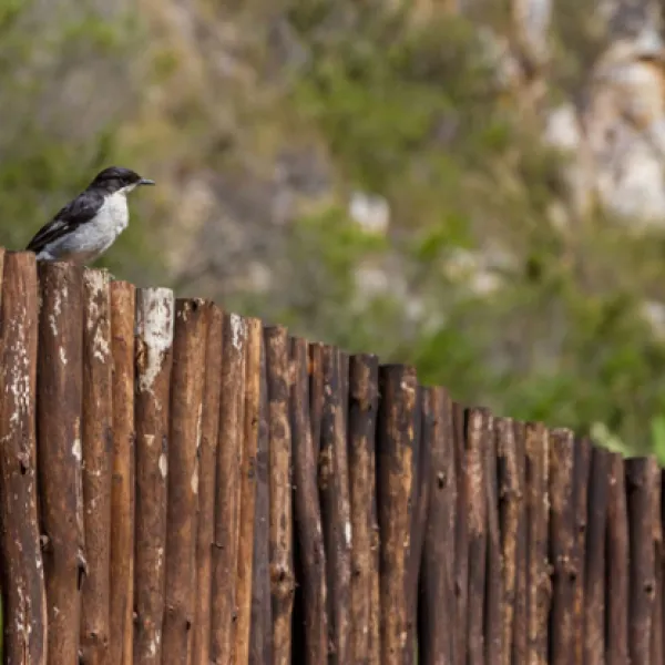 kestrel-yurt-camp-botrivier-tplnk