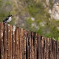 kestrel-yurt-camp-botrivier-tplnk