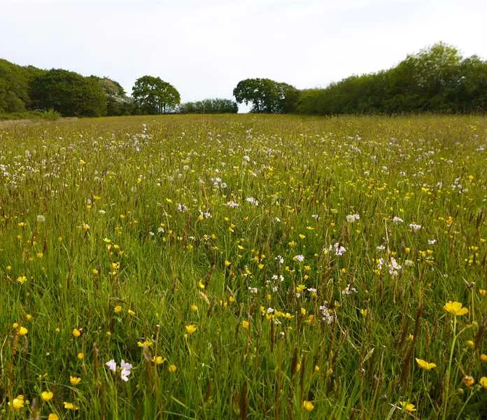 bakesdown-farm-camping-bude-mvi7u