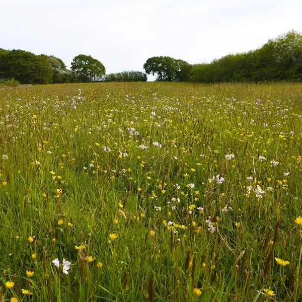 bakesdown-farm-camping-bude-mvi7u