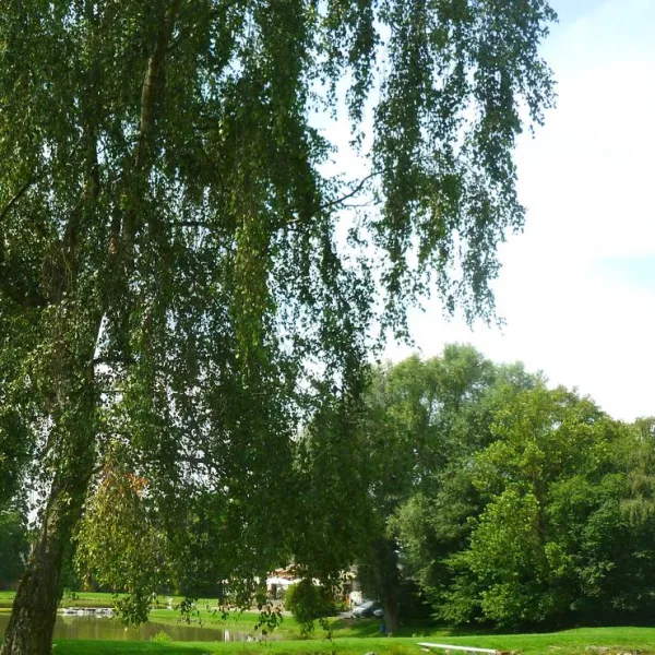 camping-de-roisin-honnelles-roisin-oebjl