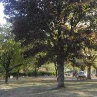 camping-municipal-la-combe-st-vincent-de-mercuze-yemso