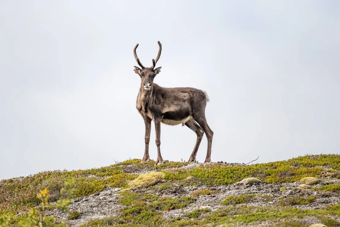 kallsedets-fjallcenter-jarpen-drp0g