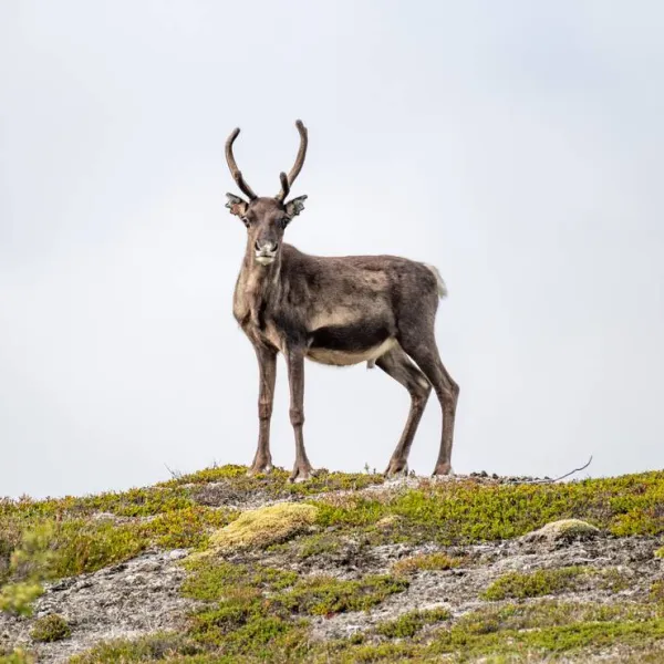 kallsedets-fjallcenter-jarpen-drp0g