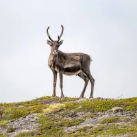 kallsedets-fjallcenter-jarpen-drp0g