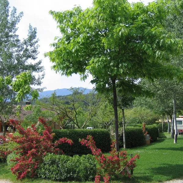 montagut-montagut-svfvc