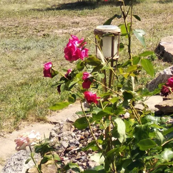 bacota-near-butuceni-ws5ww