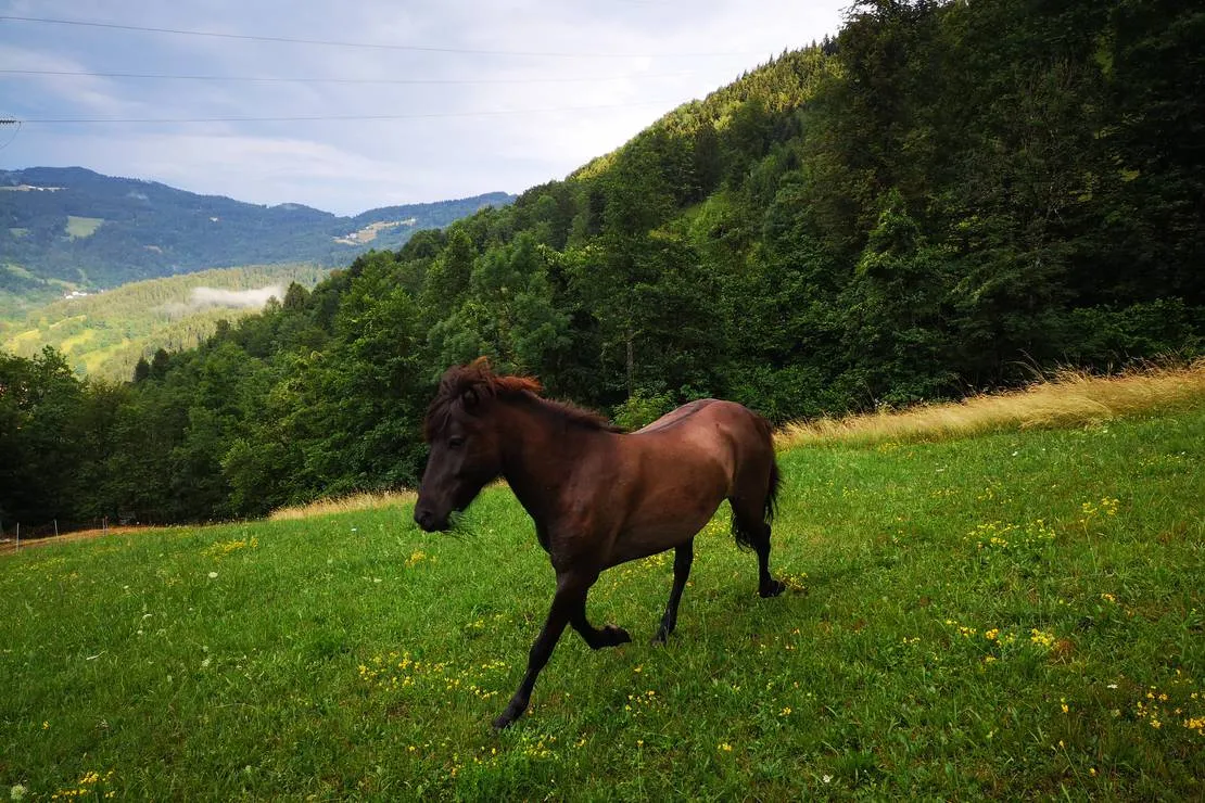 kmetija-camp-zalaze-cerkno-r7gi6
