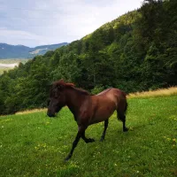 kmetija-camp-zalaze-cerkno-r7gi6
