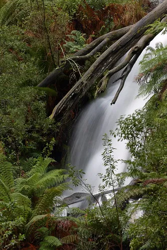 ferntree-campground-ferntree-gully-danlj