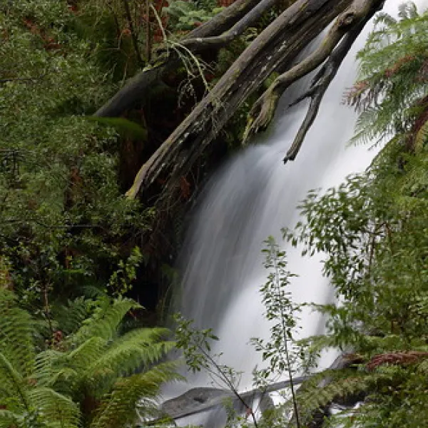 ferntree-campground-ferntree-gully-danlj
