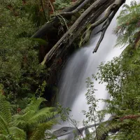ferntree-campground-ferntree-gully-danlj