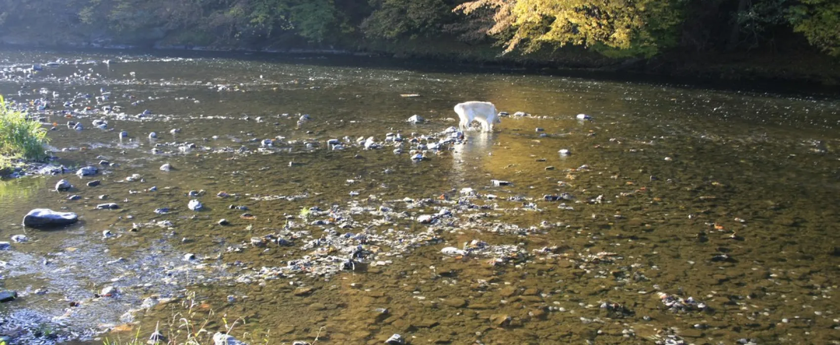 L'Ourthe