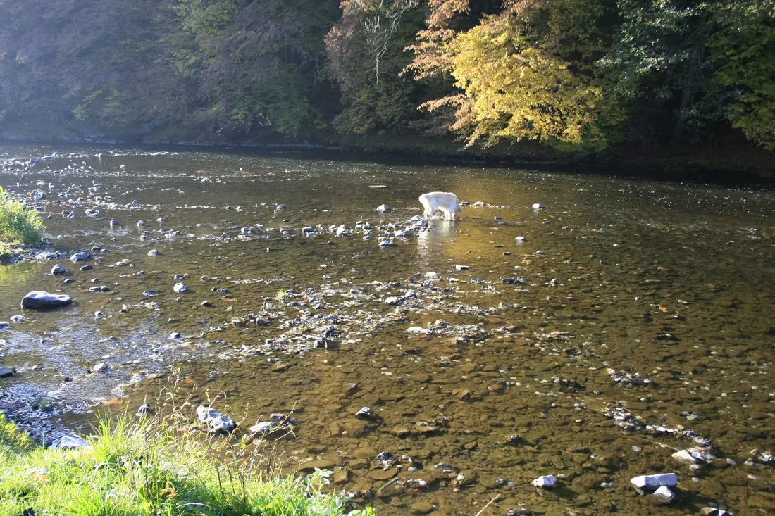 lourthe-la-roche-la-roche-en-ardenne-2e4r8