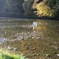 lourthe-la-roche-la-roche-en-ardenne-2e4r8