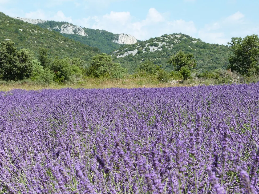 domaine-de-briange-st-remeze-ardeche-jmzvn