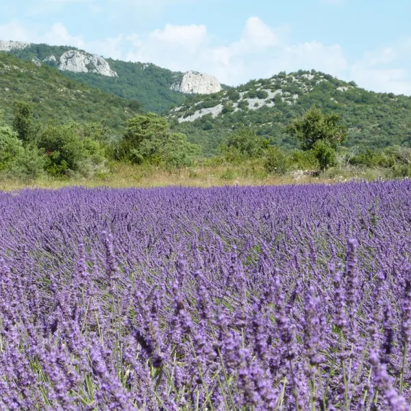 domaine-de-briange-st-remeze-ardeche-jmzvn