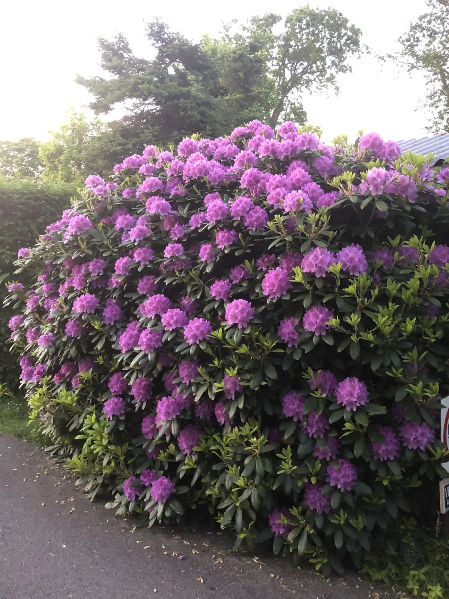 de-schuylevinck-schoorl-groet-csvz4