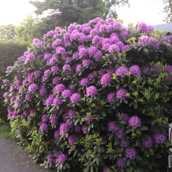 de-schuylevinck-schoorl-groet-csvz4