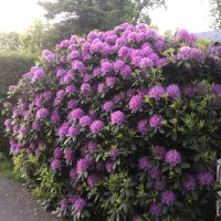 de-schuylevinck-schoorl-groet-csvz4