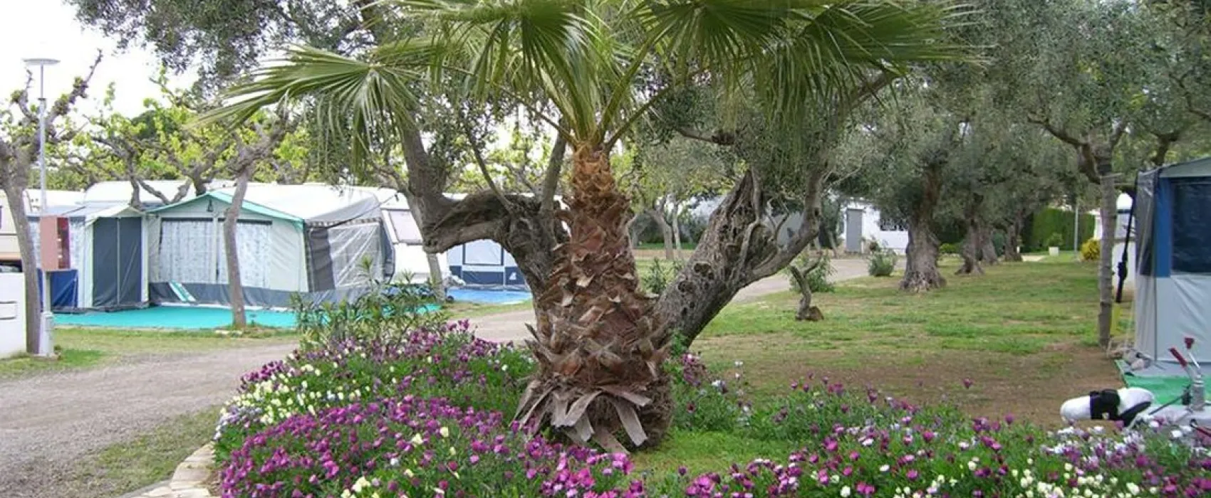 Oasis Mar