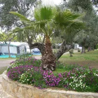 oasis-mar-mont-roig-del-camp-c6op1