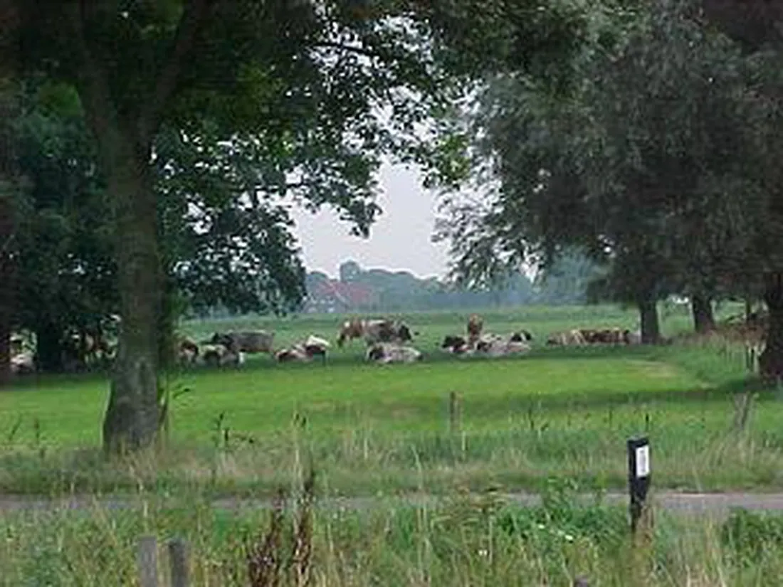 t-rouweelse-veld-kronenberg-qhwwi