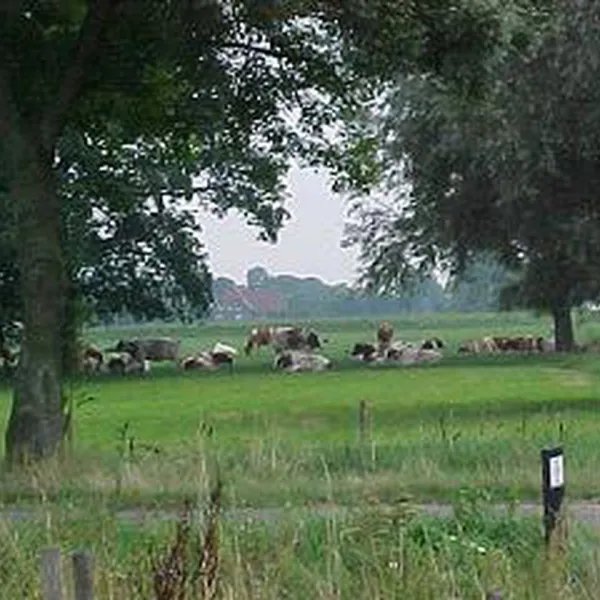 t-rouweelse-veld-kronenberg-qhwwi