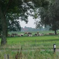 t-rouweelse-veld-kronenberg-qhwwi