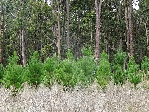 chookarloo-campground-kuitpo-fwop3