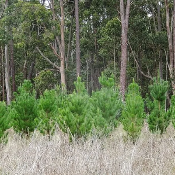 chookarloo-campground-kuitpo-fwop3