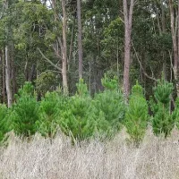 chookarloo-campground-kuitpo-fwop3