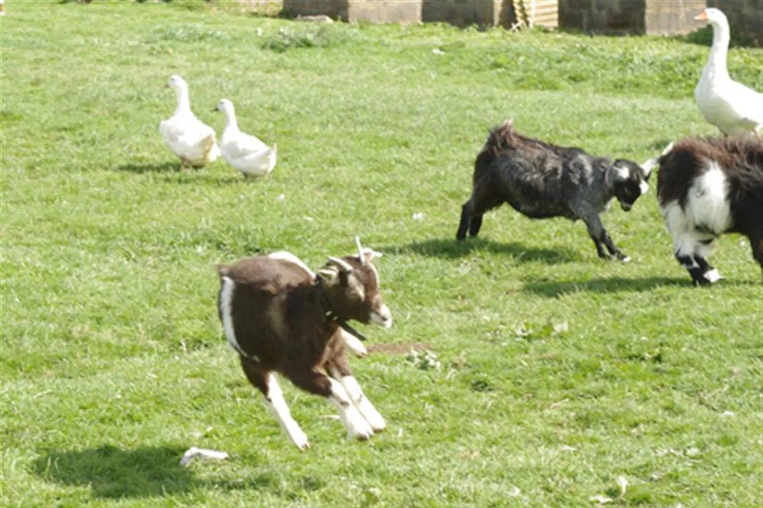 standen-lodge-farm-campsite-mablethorpe-ojhgh