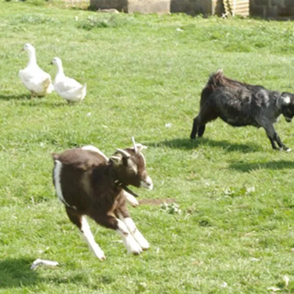 standen-lodge-farm-campsite-mablethorpe-ojhgh