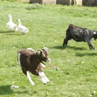 standen-lodge-farm-campsite-mablethorpe-ojhgh