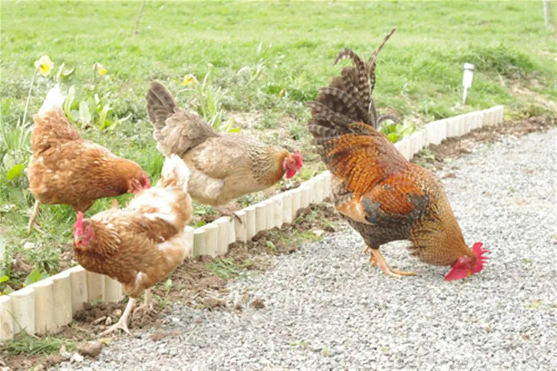 standen-lodge-farm-campsite-mablethorpe-xwddr