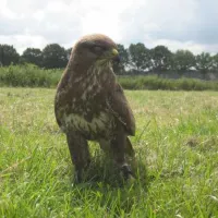 bij-ons-groesbeek-gnoki