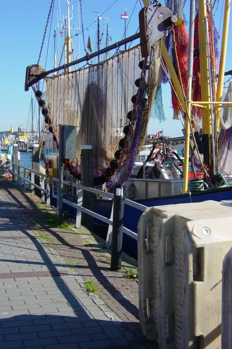 wulp-terschelling-nwsis