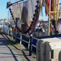 wulp-terschelling-nwsis