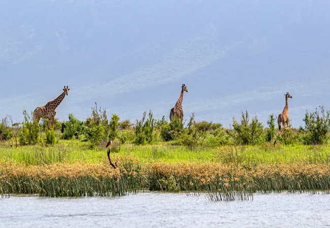 africamps-at-white-elephant-safaris-pongola-game-reserve-south-pongola-gzgdn