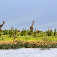 africamps-at-white-elephant-safaris-pongola-game-reserve-south-pongola-gzgdn